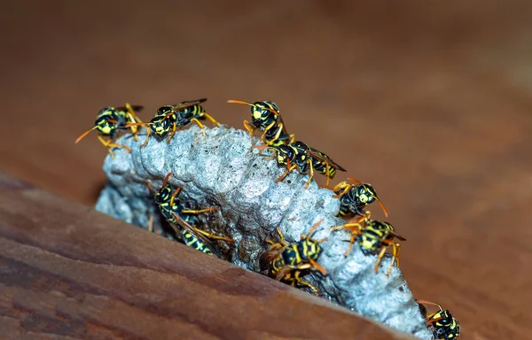 Σφήκες Χτίζουν Φωλιά Κοντινό Πλάνο Μιας Οικογένειας Σφήκας Που Κάθεται — Φωτογραφία Αρχείου
