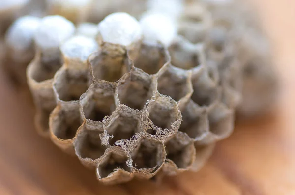 wasp nest with larvae, honeycomb wasp, closeup, natural background