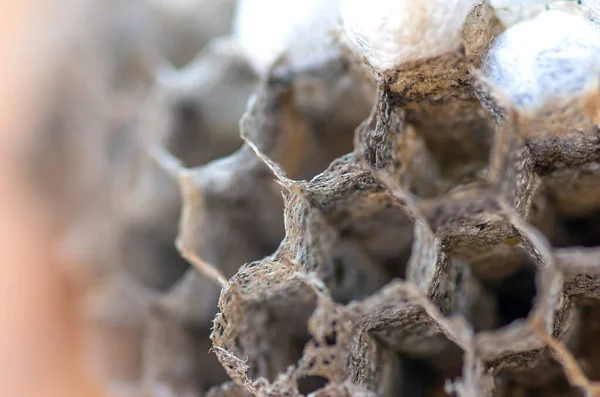 wasp nest with larvae, honeycomb wasp, closeup, natural background
