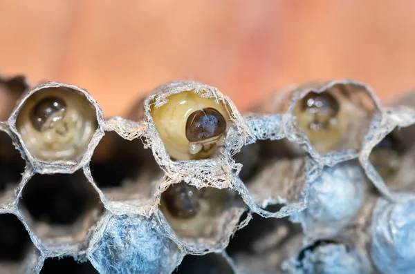 Wespennest Met Larven Honingraatwesp Close Natuurlijke Achtergrond — Stockfoto