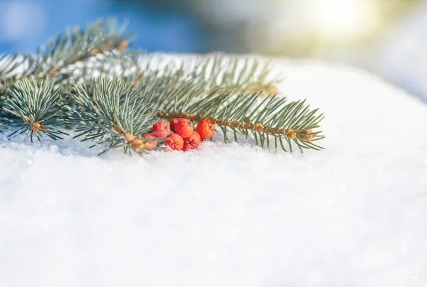 Bayas Rojas Rama Abeto Nieve Feliz Navidad Feliz Año Nuevo — Foto de Stock