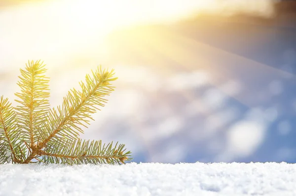 Ramitas Abeto Nieve Con Espacio Copia Navidad Año Nuevo Fondo — Foto de Stock