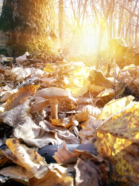 Гриб Восени Лісі Росте Опале Листя Під Час Заходу Сонця — стокове фото