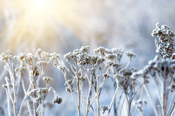 Gelée Sur Herbe Sèche Herbe Givrée Jour Froid Hiver Fond — Photo