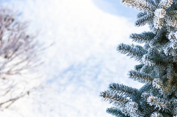 Vánoční Strom Jedle Sněhu Chrapot Zblizka Vánoční Pozadí — Stock fotografie