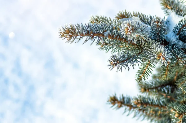 Árbol Navidad Abeto Nieve Las Heladas Primer Plano Fondo Navidad — Foto de Stock