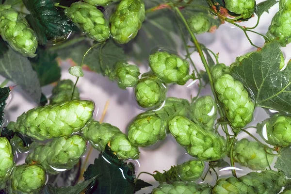 Grüne Hopfenzapfen Wasser Zur Herstellung Von Bier Und Brot Nahaufnahme — Stockfoto