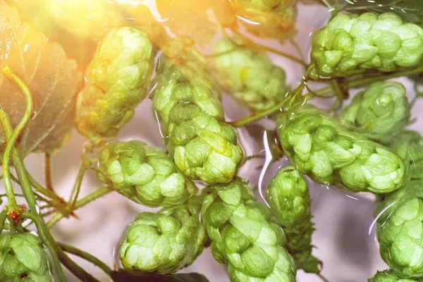 Green Fresh Hop Cones Water Making Beer Bread Closeup Agricultural — Stock Photo, Image