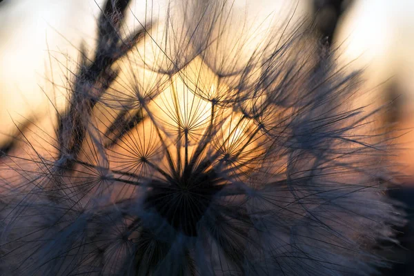 Pampeliška Detailní Záběr Proti Slunci Obloze Během Svítání Meditativní Letní — Stock fotografie