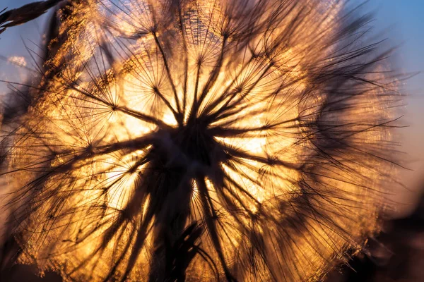 Löwenzahn Nahaufnahme Gegen Sonne Und Himmel Der Morgendämmerung Meditativer Sommer — Stockfoto