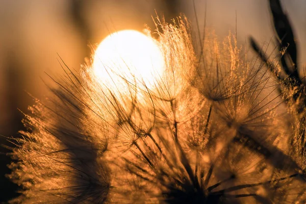 夜明け 瞑想的な夏の禅の背景の間に太陽と空に対するタンポポの閉鎖 — ストック写真