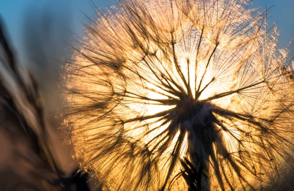 Dandelion Closeup Contra Sol Céu Durante Amanhecer Meditativo Verão Zen — Fotografia de Stock