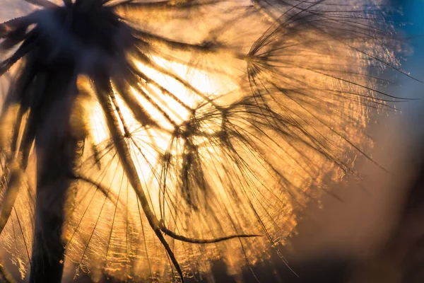 夜明け 瞑想的な夏の禅の背景の間に太陽と空に対するタンポポの閉鎖 — ストック写真