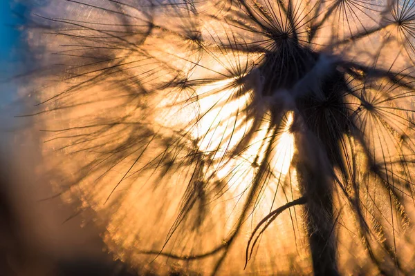 Dandelion Closeup Contra Sol Céu Durante Amanhecer Meditativo Verão Zen — Fotografia de Stock