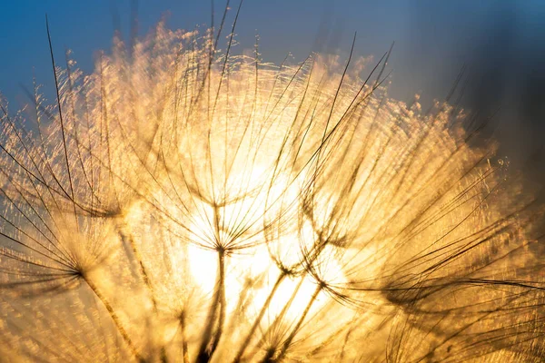Dandelion Closeup Contra Sol Céu Durante Amanhecer Meditativo Verão Zen — Fotografia de Stock