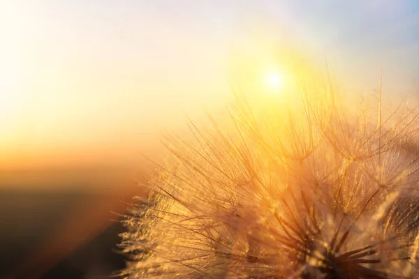 Dandelion Closeup Contra Sol Céu Durante Amanhecer Meditativo Verão Zen — Fotografia de Stock