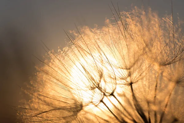 Pissenlit Gros Plan Contre Soleil Ciel Pendant Aube Fond Zen — Photo