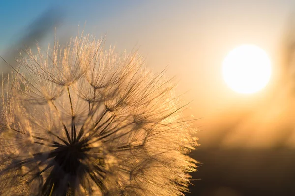 Pampeliška Detailní Záběr Proti Slunci Obloze Během Svítání Meditativní Letní — Stock fotografie