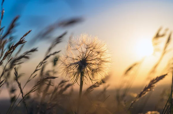 草の中にタンポポのクローズアップ 夜明けの間に太陽と空に対して 瞑想的な夏禅の背景 — ストック写真