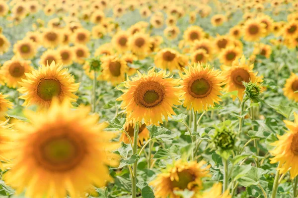 Primer Plano Flor Girasol Flor Día Caluroso Verano Una Cosecha —  Fotos de Stock