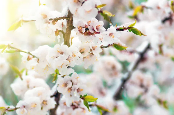 Kwiaty Moreli Wiosną Gdy Spadł Niespodziewanie Ostatni Śnieg Kwiaty Śniegu — Zdjęcie stockowe