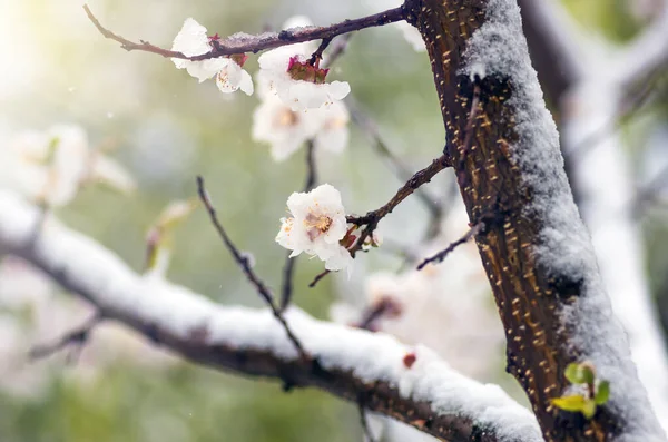 Kwiaty Moreli Wiosną Gdy Spadł Niespodziewanie Ostatni Śnieg Kwiaty Śniegu — Zdjęcie stockowe