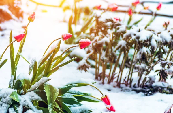 Ανθισμένα Κόκκινα Λουλούδια Τουλίπας Την Άνοιξη Καλύπτονται Τελευταίο Κρύο Χιόνι — Φωτογραφία Αρχείου