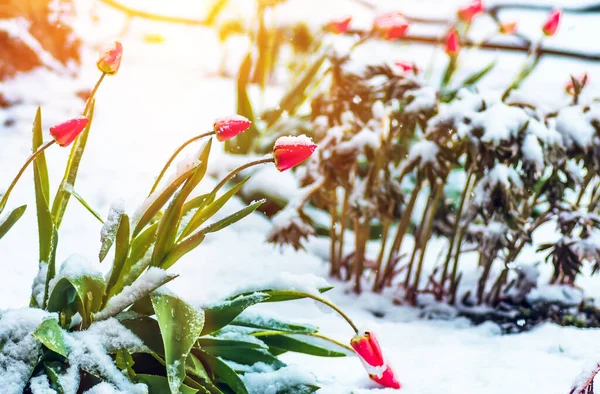 Floraison Fleurs Tulipes Rouges Printemps Couvertes Dernière Neige Froide Dans — Photo