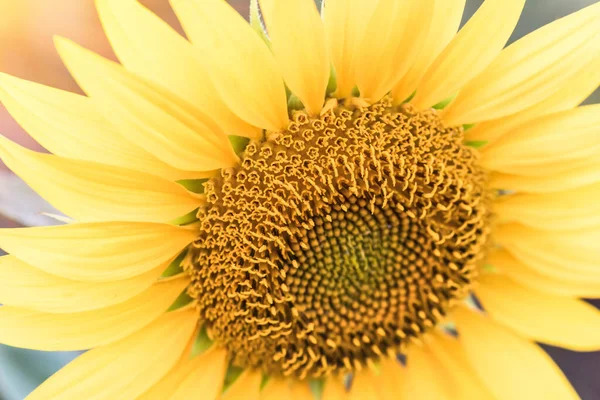 Primo Piano Fiori Girasole Fiore Una Calda Giornata Estiva Una — Foto Stock