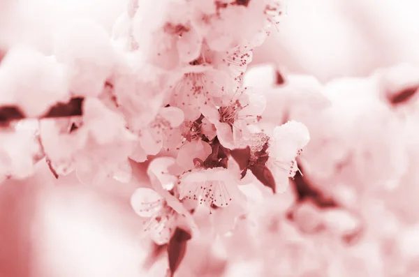 Цветы Абрикосового Дерева Весной Выпал Неожиданно Последний Снег Цветы Снегу — стоковое фото