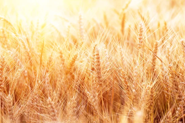 Вуха Золотої Пшениці Крупним Планом Пшеничне Поле Красивий Фон Пшеничних — стокове фото