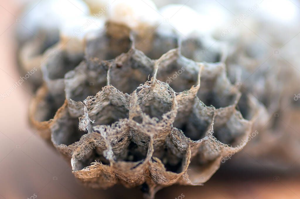 wasp nest with larvae, honeycomb wasp, closeup, natural background