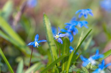 Ormanda ilkbaharın başlarında mavi kardelen çiçekleri. Doğa arkaplanı