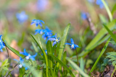 Ormanda ilkbaharın başlarında mavi kardelen çiçekleri. Doğa arkaplanı