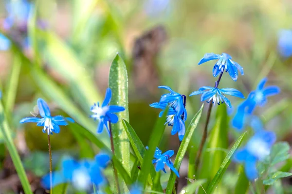 Modré Květy Sněhu Začátku Jara Lese Pozadí Přírody — Stock fotografie