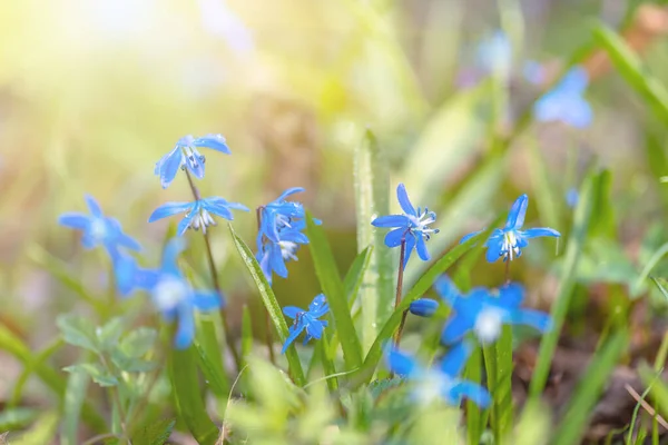 Blaue Schneeglöckchen Blühen Vorfrühling Wald Hintergrund Natur — Stockfoto