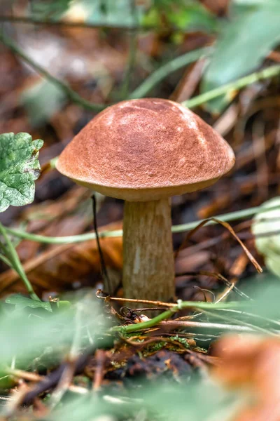 Leccinum Champignons Dans Forêt Automne Gros Champignon Gros Plan Contexte — Photo