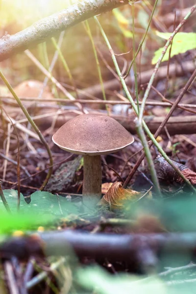 Leccinum Champignons Dans Forêt Automne Gros Champignon Gros Plan Contexte — Photo