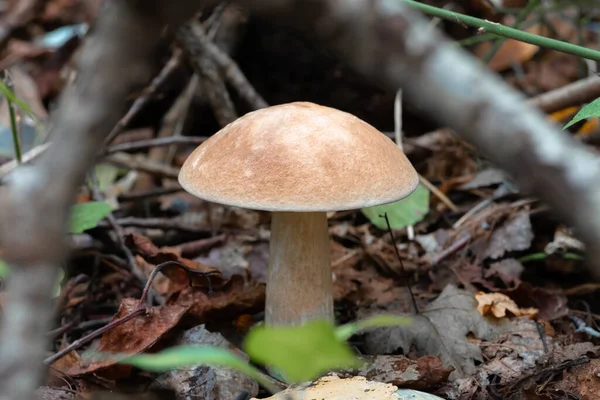 Leccinum Champignons Dans Forêt Automne Gros Champignon Gros Plan Contexte — Photo