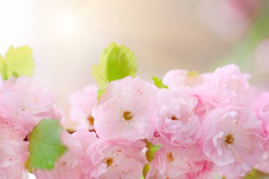 Pembe sakura bahar mevsiminde çiçek açar, yakın plan. Japon kirazının çiçek açan çiçeği, doğa geçmişi..