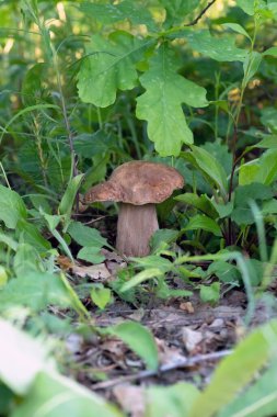 Bahar ormanında mantar boletus edulis. Büyük mantar yakın plan. Doğa arkaplanı.