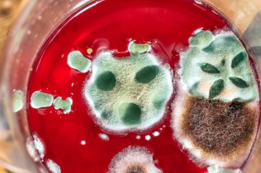 Küf, mantar, kırmızı meyve içeceğinin yüzeyine yakın çekim. Tıbbi geçmiş