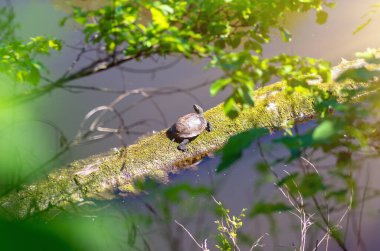 Bir nehir kaplumbağası orman nehrinde yatan eski bir kütüğün üzerinde oturur. Doğal arkaplan