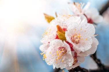 İlkbaharda açan kayısı ağacının güzel çiçekleri ve yaprakları. Yakın plan, doğal arka plan.