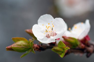 İlkbaharda açan kayısı ağacının güzel çiçekleri ve yaprakları. Yakın plan, doğal arka plan.