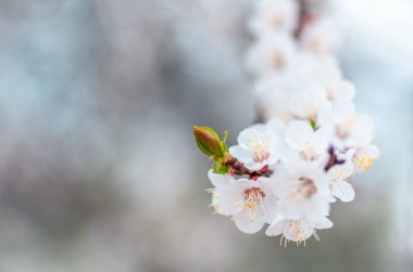 İlkbaharda açan kayısı ağacının güzel çiçekleri ve yaprakları. Yakın plan, doğal arka plan.