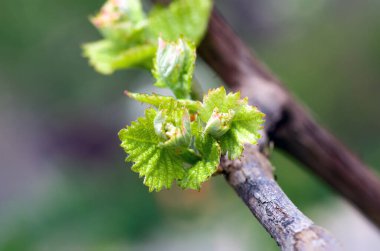 İlkbaharda asmada taze yeşil yapraklar ve üzümler filizlenir. Bahar üzümleri - taze yeşil filizler, asmalarda üzüm çiçekleri görülebilir..