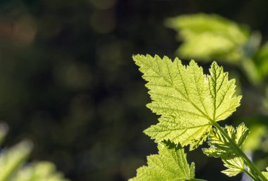 Baharda taze yeşil üzüm yaprakları, yakın plan, doğal arka plan.