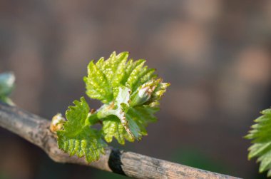 İlkbaharda asmada taze yeşil yapraklar ve üzümler filizlenir. Bahar üzümleri - taze yeşil filizler, asmalarda üzüm çiçekleri görülebilir..