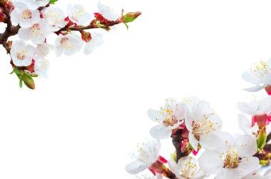 İlkbaharda açan bir kayısı ağacının güzel çiçekleri ve yaprakları yakın plan, doğal arkaplan, beyaz arkaplanda izole edilmiş çiçek.